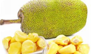 菠萝蜜核的功效与作用 菠萝蜜核的营养价值有哪些呢